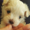 Male & Female Maltese Puppies
