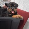 AKC GERMAN BLOODLINES ROTTWEILERS