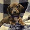 Ckc Miniature Dachshund