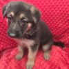 Molly-German Shepherd Puppy