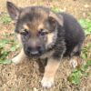 Cute German Shepherd Puppy