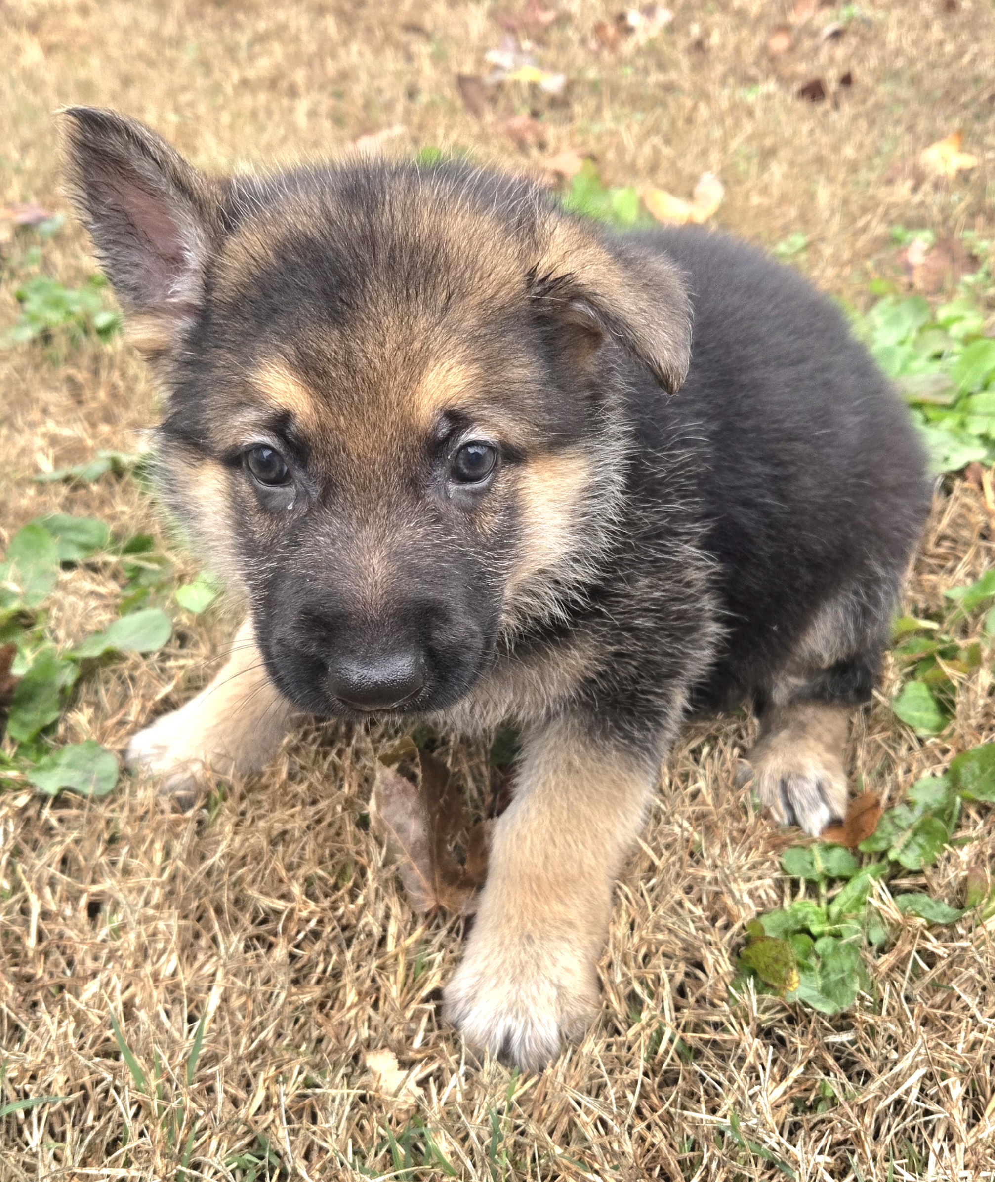 Lightning Ridge Kennel