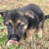 Minka-German Shepherd Puppy