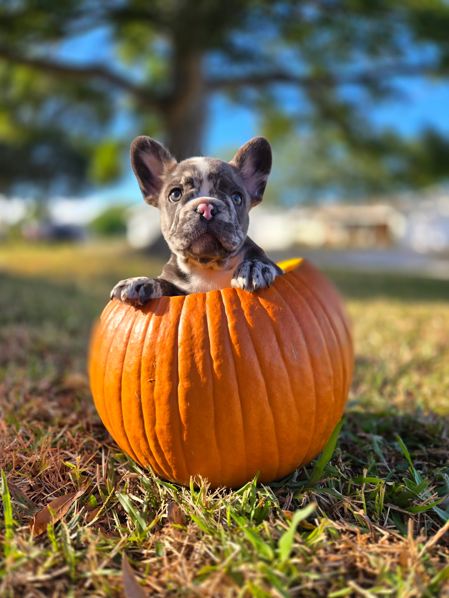 Category 5 Frenchies