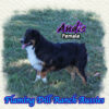 Andie ~ Small Mini Black Tri Aussie Female