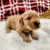 Cooper – AKC Golden Retriever