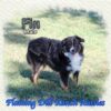 Fin ~ Toy Black Tri Aussie Male