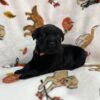 Black Labrador Puppy