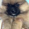 Teacup Pommeranian