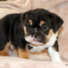 AKC Bulldog Male, Dax