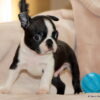 AKC Boston Terrier Male, Ceasar