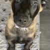 Belgian Malinois Puppy