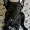 Belgian Malinois Puppy