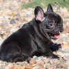 AKC French Bulldog Female, Luna