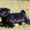 AKC Pug Male, Doug