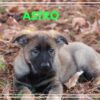 Astro Male German Shepherd