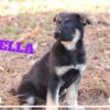 Bella Female German Shepherd