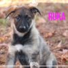 Ruka Female German Shepherd