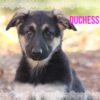 Duchess Female German Shepherd