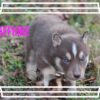 Siberian Husky Female Saffhire
