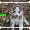 Siberian Husky Female Crimson