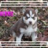 Siberian Husky Female Cherrie