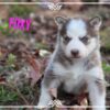 Siberian Husky Female Foxy