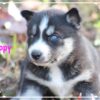 Siberian Husky Female Poppy