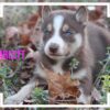 Siberian Husky Female Scarlett