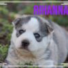 Siberian Husky Female Rihanna