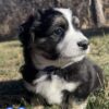 Auggie Puppies from AKC Parents with Full Genetic Testing Available