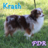 Krash ~ Toy Red Merle Aussie Male