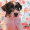 Miniature Schnauzer/Jack Russell Terrier Designer Puppies