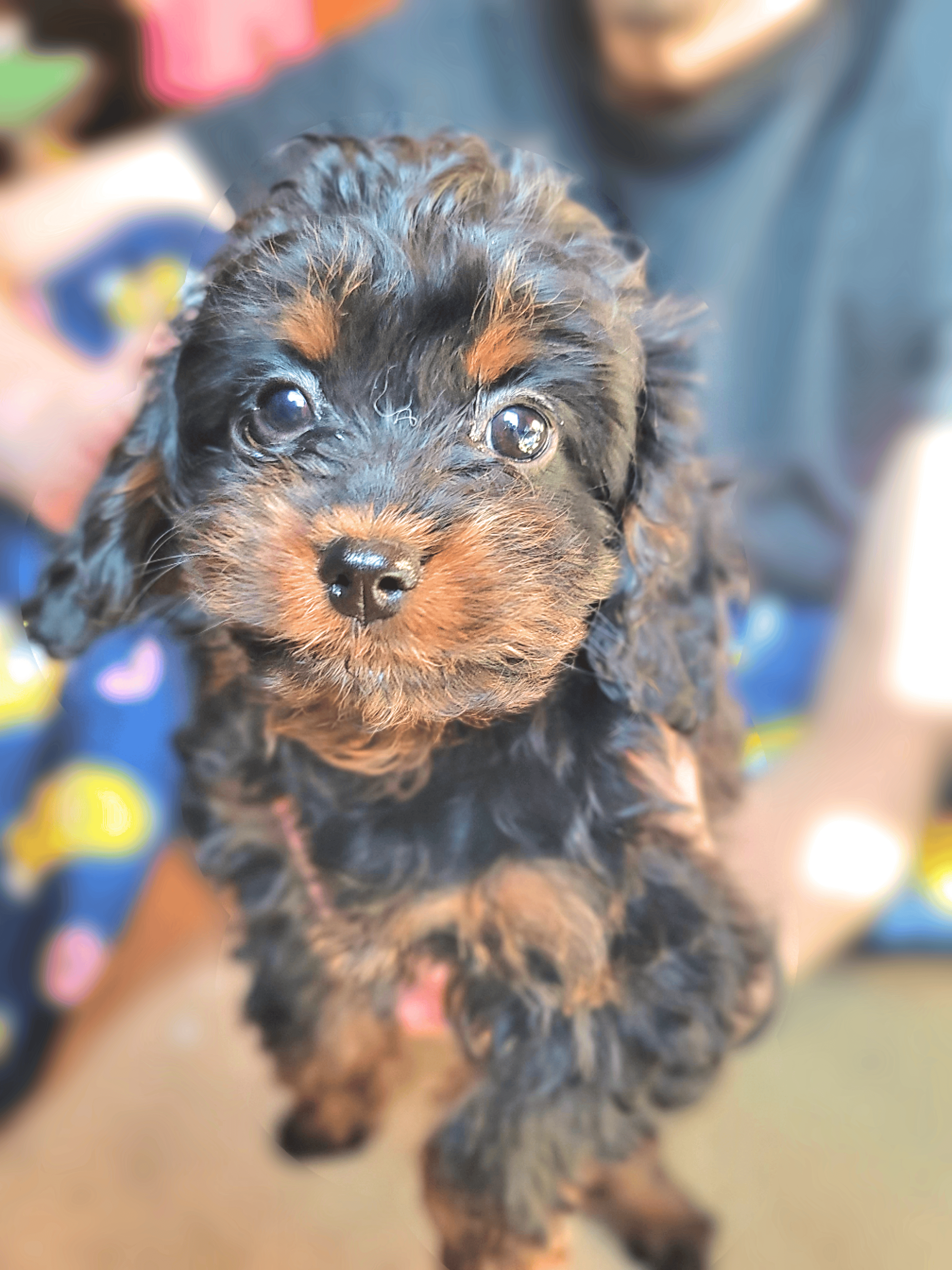 BearySnugglyCavapoos