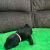 Black Labrador Puppy