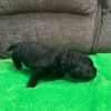 Black Labrador Puppy