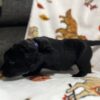 Black Labrador Puppy