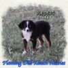 Repeat ~ Toy Black Tri Aussie Female