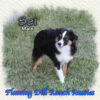 Sei ~ Toy Black Tri Aussie Male