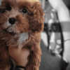 Adorable Cavapoo Puppies–Chicago/Indy delivery available