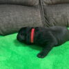 Black Labrador Puppy