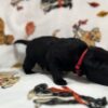 Black Labrador Puppy