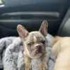Ares Merle French bulldog puppy