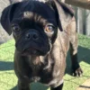 Velma Black-silver Pug