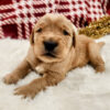 Moose – AKC Golden Retriever