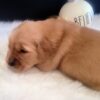 Moose – AKC Golden Retriever