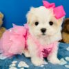 Barbie Doll the Maltese