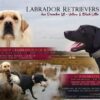 AKC Labrador Retrievers