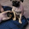 Fawn Male Pug