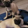 Fawn Female Pug
